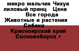 микро мальчик Чихуа лиловый принц › Цена ­ 90 - Все города Животные и растения » Собаки   . Красноярский край,Сосновоборск г.